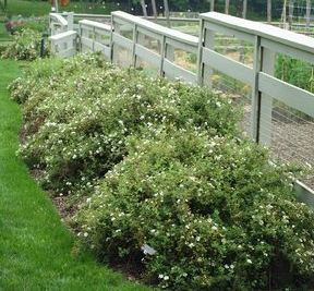 Potentilla fru. 'Abbotswood'