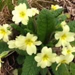 Primula vulgaris
