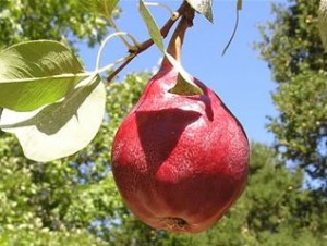 Pyrus 'Clapps Favorite'