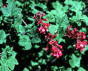 Ribes sanguineun