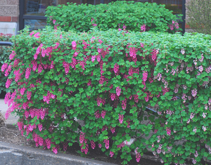 Ribes sanguineun