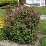 Ribes sanguineun