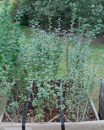 Ribes alpinum 'Hemus', fjeldribs Plantet d. 4/3 2013, hvorefter det blev vinter. Der er gødet med osmocote og passet med vand efter udspring. Planterne er dækket med alm. flis