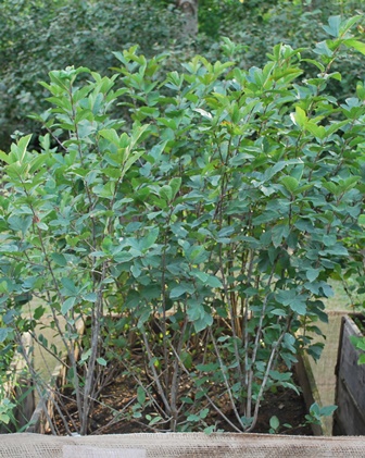 Ribes alpinum 'Hemus', fjeldribs Plantet d. 4/3 2013, hvorefter det blev vinter. Der er gødet med osmocote og passet med vand efter udspring. Planterne er hæmmet af ukrudt.