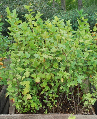 Malus sargentii, sargent æble Plantet d. 4/3 2013, hvorefter det blev vinter. Der er gødet med osmocote og passet med vand efter udspring. Planterne er dækket med alm. flis.