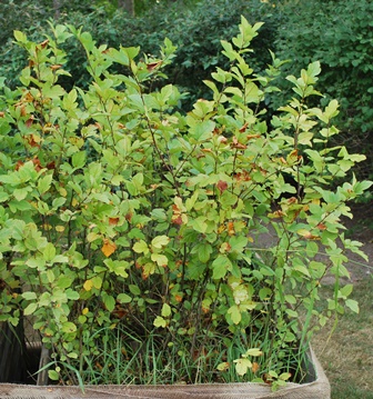 Malus sargentii, sargent æble Plantet d. 4/3 2013, hvorefter det blev vinter. Der er gødet med osmocote og passet med vand efter udspring. Planterne er dækket med grøn flis fra nåletræer.