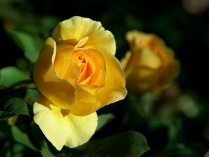 Rosa Fresia