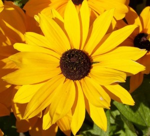 Rudbeckia hybr. 'Marmalade'