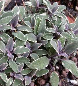 Salvie 'Tricolor'