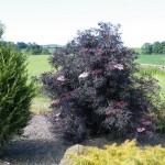 Sambucus nigra 'Black Lace'