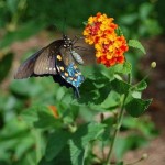 Sommerfugl på Lantana 'Dallas Red'
