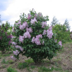 Syringa hya. 'Fyns Forår' er en af de tidligst blomstrende syrener.