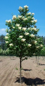 Syringa ret. 'Ivori Silk' er et godt valg, hvis du skal bruge et blomstrende træ i haven.