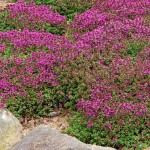 Thymus serphyllum Coccineus