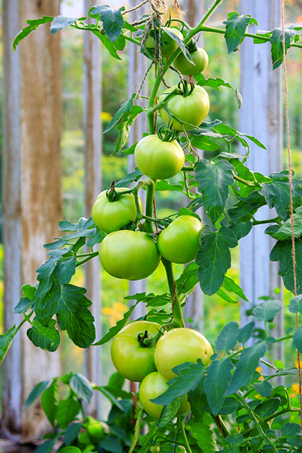 Big green tomatoes growing in a greenhouse
