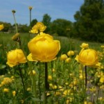 Trollius europaeus