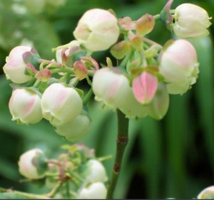 Vaccinium blomster
