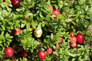 Vaccinium macrocarpum, tranebær