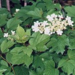 Viburnum opulus