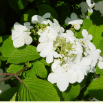 Viburnum plicatum 'Mariesii'