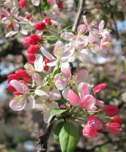 april malus