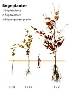 bøgeplanter