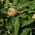 Både blomster, blade og frugter er flotte på Cydonia oblonga