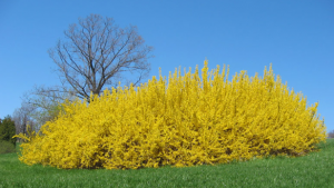 forsythia