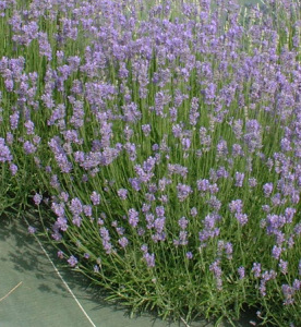havetips-lavendel-grosso