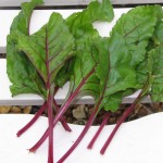 rødbede blade