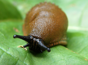 Dræbersnegl