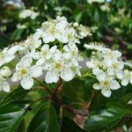 Sorbus alnifolia 'Frida' flotte enkle blomster, samlet i klaser med op til 12 blomster