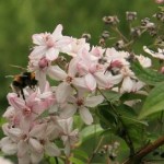 Bi i Deutzia / Stjernetop