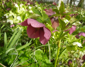 Helleborus