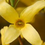 forsythia blomst