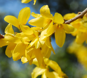 forsythia blomster