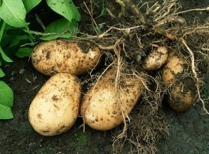 Kartofler fra egen have