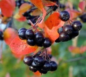 Aronia melanocarpa, surbær