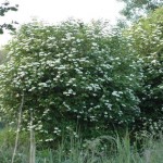 Viburnum opulus