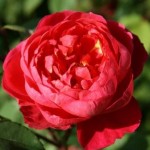 Rosa 'Benjamin Britten'