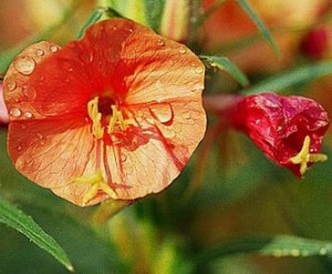 Oenothera versicolor 'Sunset Boulvard'