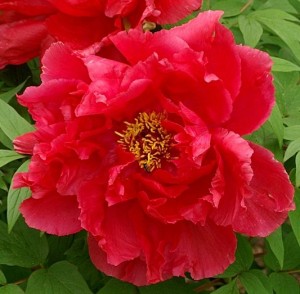 Paeonia suffruticosa 'Houki'