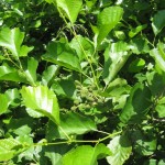 Alnus glutinosa /rødel blad