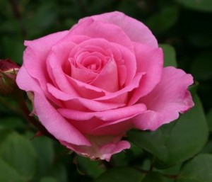 te hybrid roser er de mest solgte roser, både til havebrug og i blomsterbutikkerne