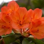 Lisen af Rhododendron er næsten utømmelig. Rhododendron vireya er en af de mindre kendte arter