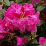 Rhododendron williamsianum, har ikke kun smukke blomster. Bladene har ofte flotte kobber nuancer.