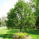 Sorbus alnifolia 'Frida' er et flot lille træ, der kan passe ind i de fleste haver