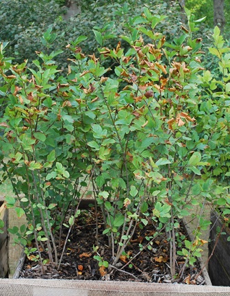 Malus sargentii, sargent æble Plantet d. 4/3 2013, hvorefter det blev vinter. Der er gødet med osmocote og passet med vand efter udspring.