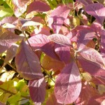 Callicarpa bodinieri 'Profusion' får flotte efterårsfarver, især hvis den står på en solrig vokseplads.