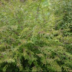 Callicarpa bodinieri 'Profusion', er en frodig busk, der kræver sin plads, hvis den ikke holdes lidt tilbage